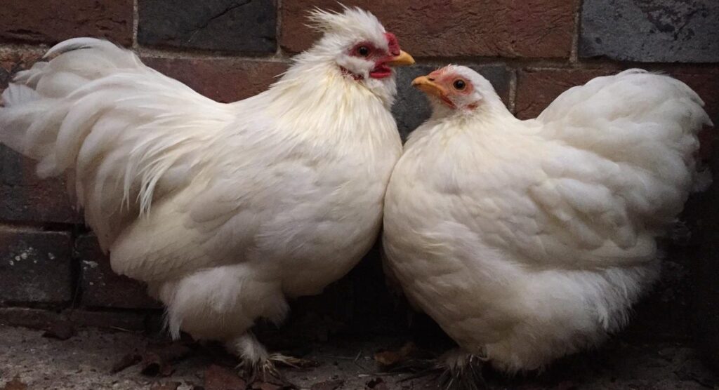 chickens & bantams workshop