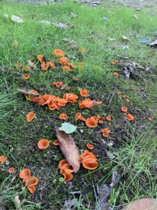 orange peel fungus