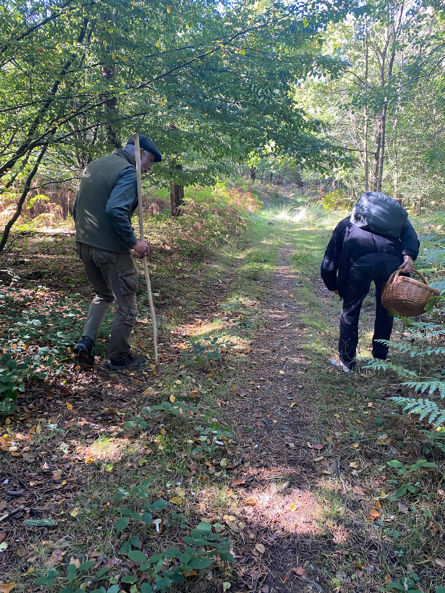 wild mushroom & fungi foraging walks and experiences in east sussex.