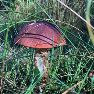 Birch Bolete - Edible & Tasty - Sussex Wild Mushroom Supplier