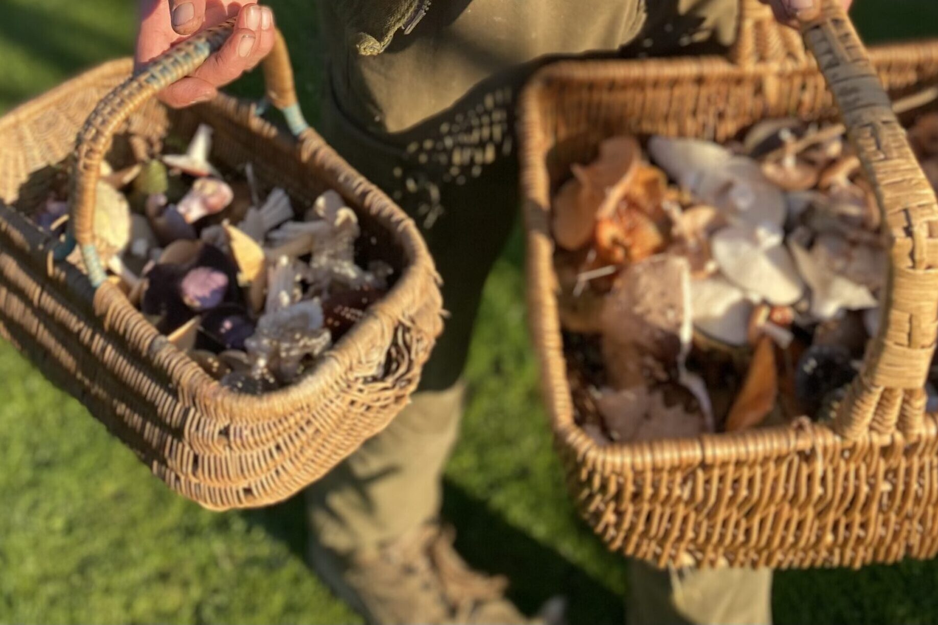 wild mushroom foraging classes